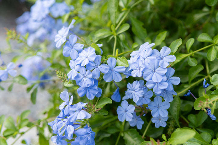 Plumbago auriculata 'Imperial Blue' - 5 Gallon