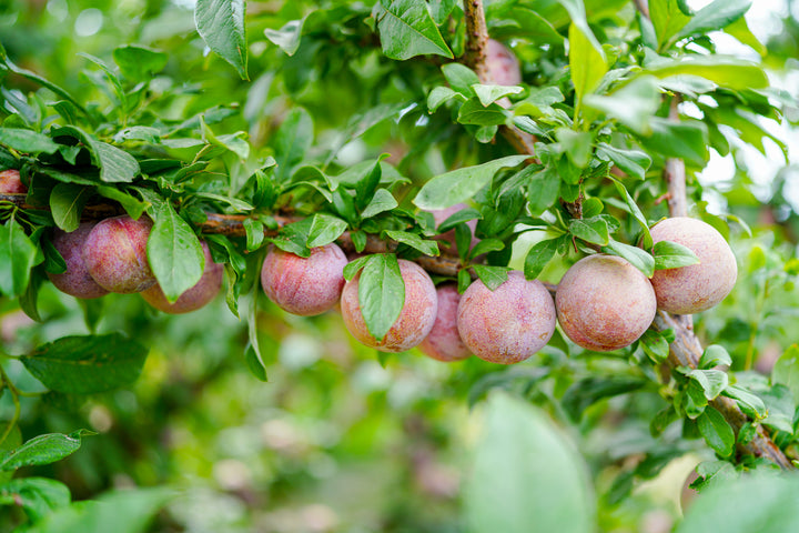 Pluot Tree - 15 Gallon
