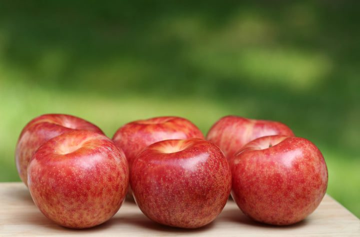 Pluot Tree - 15 Gallon