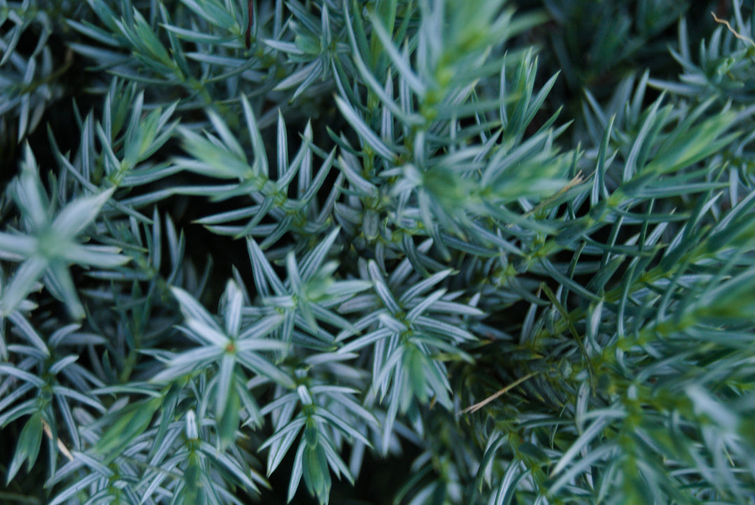 Icee Blue Podocarpus - 15 Gallon Column