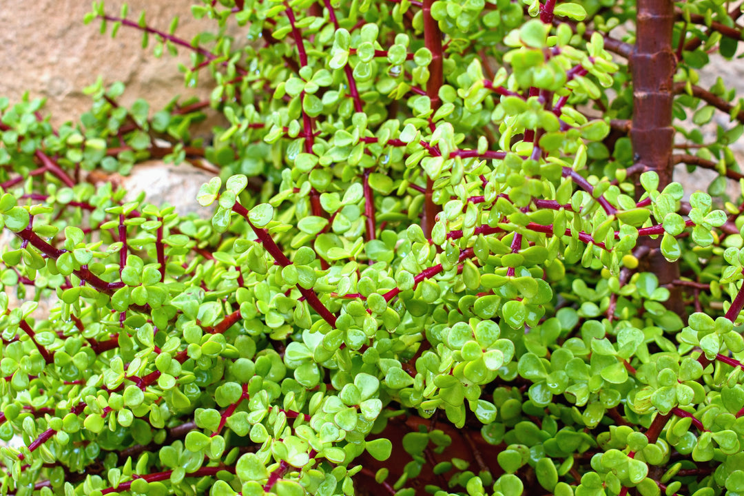 elephants food portulacaria afra Portulacaria afra Elephant's Food