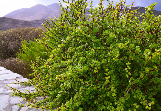 Portulacariaafra Elephant S Food Plant