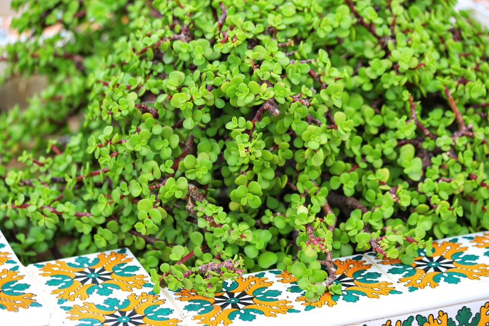 elephant food plant succulent Portulacaria afra Elephant's Food - 5 Gallon