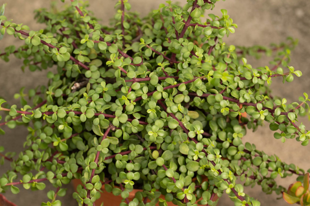 jade elephant plant Portulacaria afra Elephant's Food - 5 Gallon