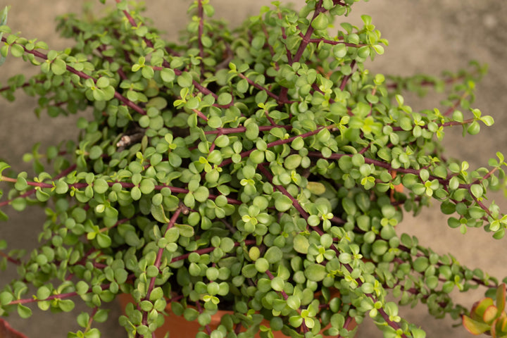 Portulacaria afra Elephant's Food