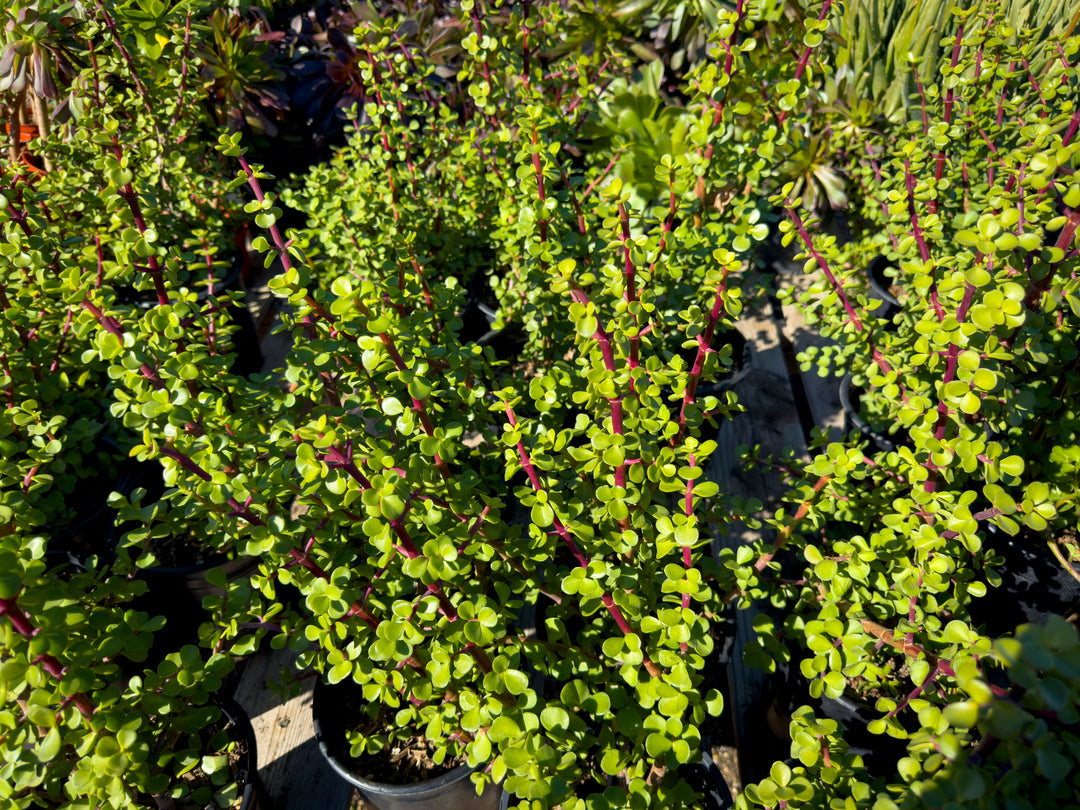 portulacaria afra manny Portulacaria afra Elephant's Food - 5 Gallon