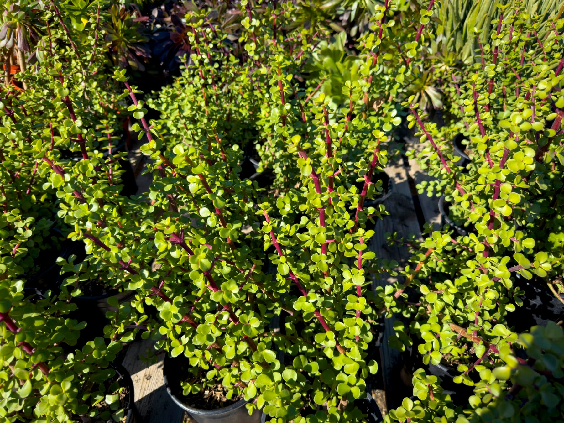 portulacaria afra flower Portulacaria afra Elephant's Food - 5 Gallon