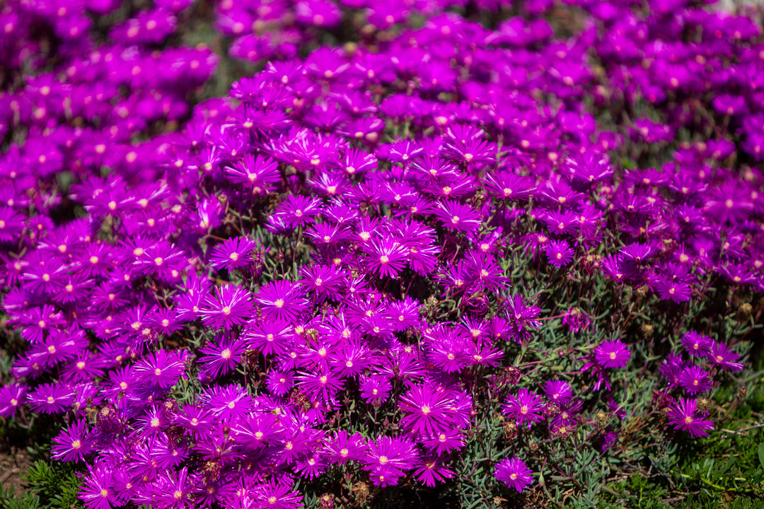purple ice plant succulent Productus Purple Ice Plant