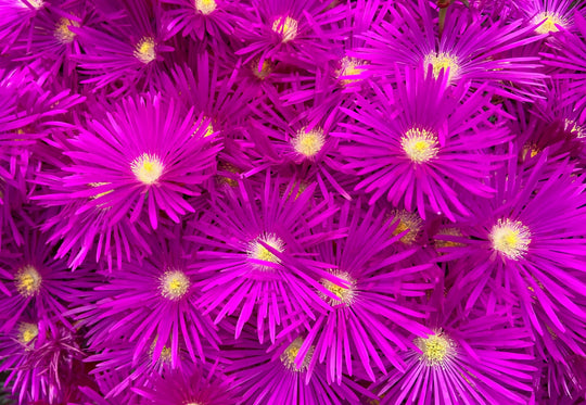 Productus Purple Ice Plant Plant