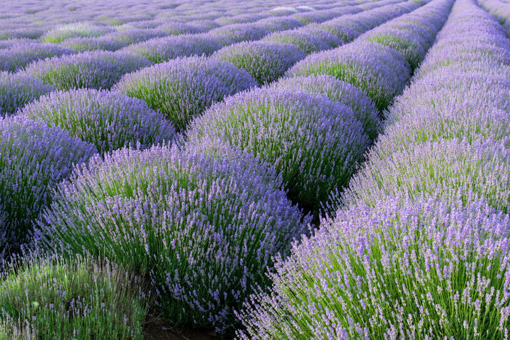 Provence Lavender - 5 Gallon