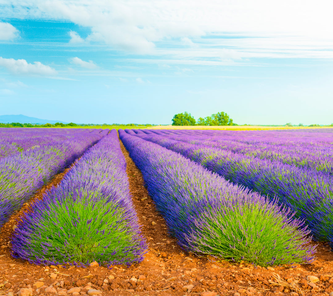 Provence Lavender - 5 Gallon