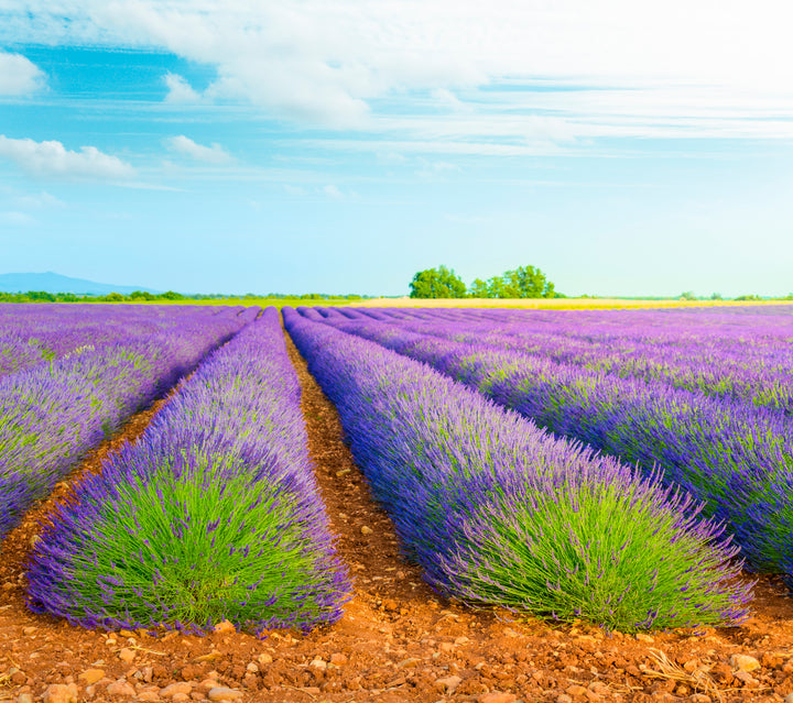Provence Lavender - 5 Gallon