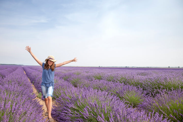 Provence Lavender - 5 Gallon