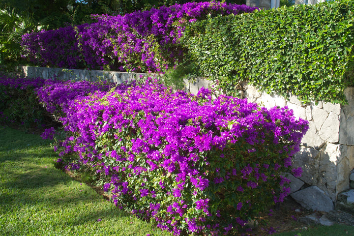 Purple Bougainvillea Bush