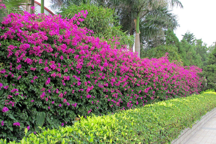 Purple Bougainvillea Bush