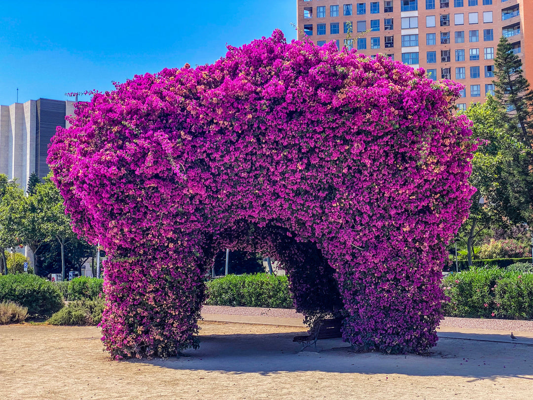 Purple Bougainvillea Brasiliensis Vine