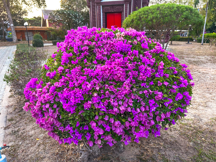 Purple Bougainvillea Bush