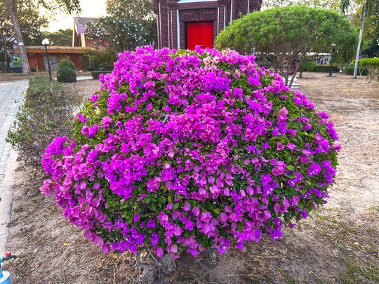 Purple Bougainvillea Plant