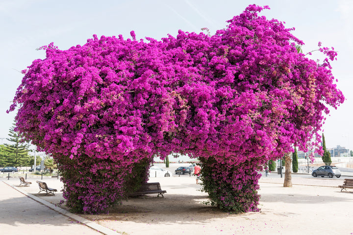 Purple Bougainvillea Brasiliensis Vine