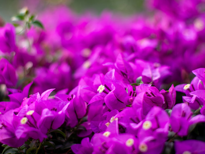 Purple Bougainvillea Bush