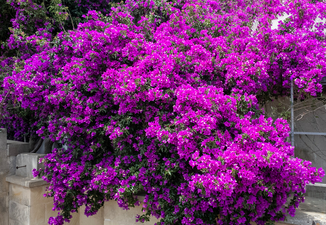 Purple Bougainvillea Brasiliensis Vine