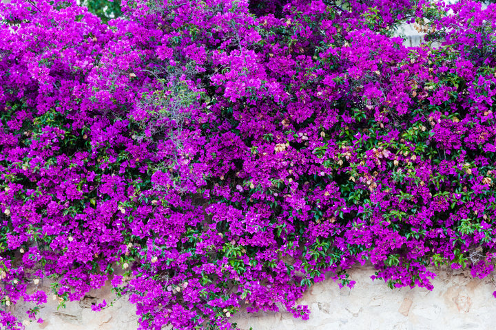 Purple Bougainvillea Brasiliensis Vine
