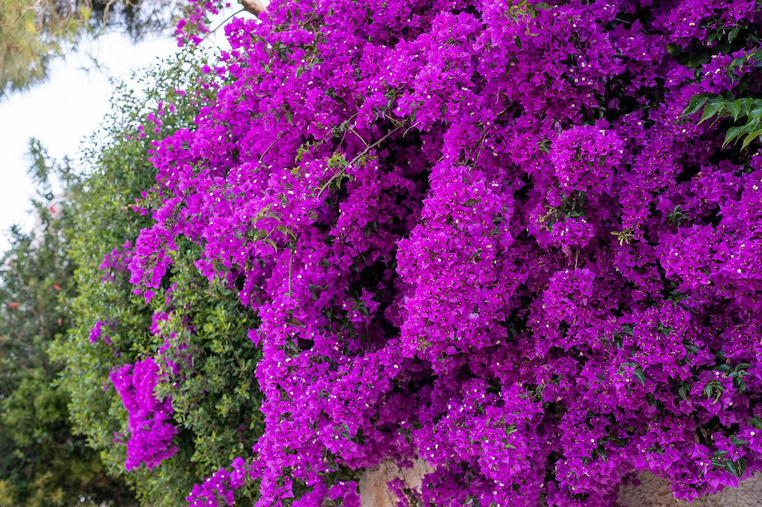 Purple Bougainvillea Brasiliensis Vine