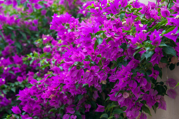 Purple Bougainvillea Brasiliensis Vine