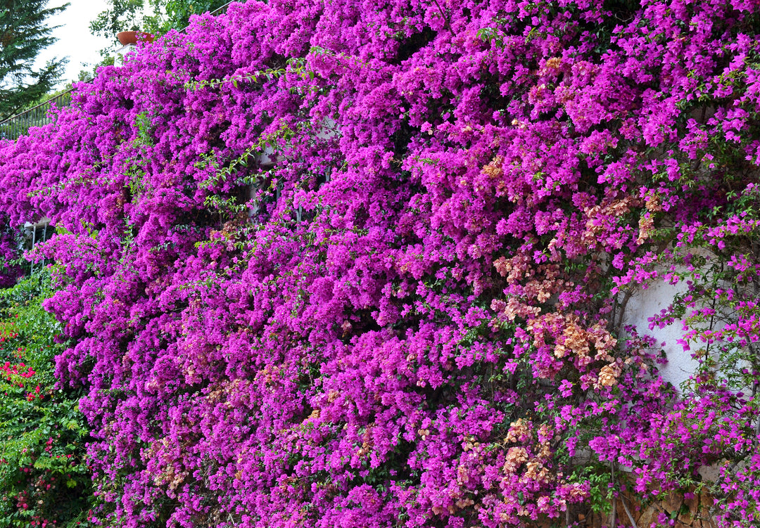 Purple Bougainvillea Brasiliensis Vine