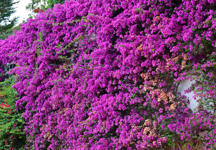 Purple Bougainvillea Brasiliensis Vine