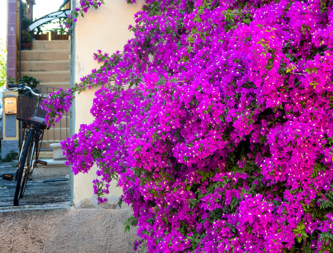 Purple Bougainvillea Brasiliensis Vine