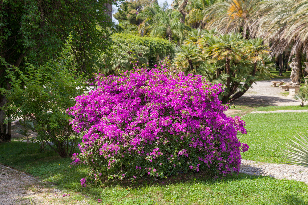Purple Bougainvillea Bush