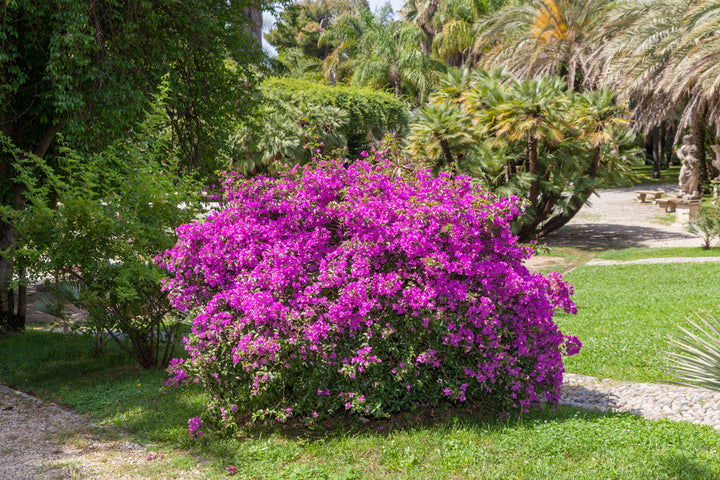 Purple Bougainvillea Bush
