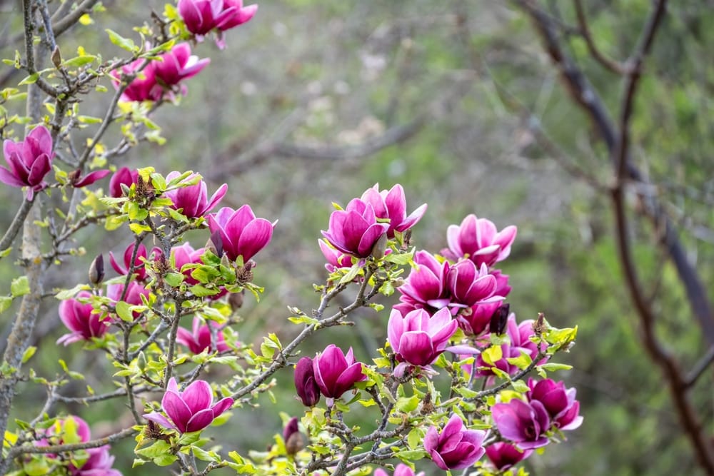 lavender magnolia tree Purple Saucer Magnolia Tree