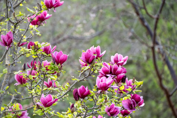 Purple Saucer Magnolia Tree