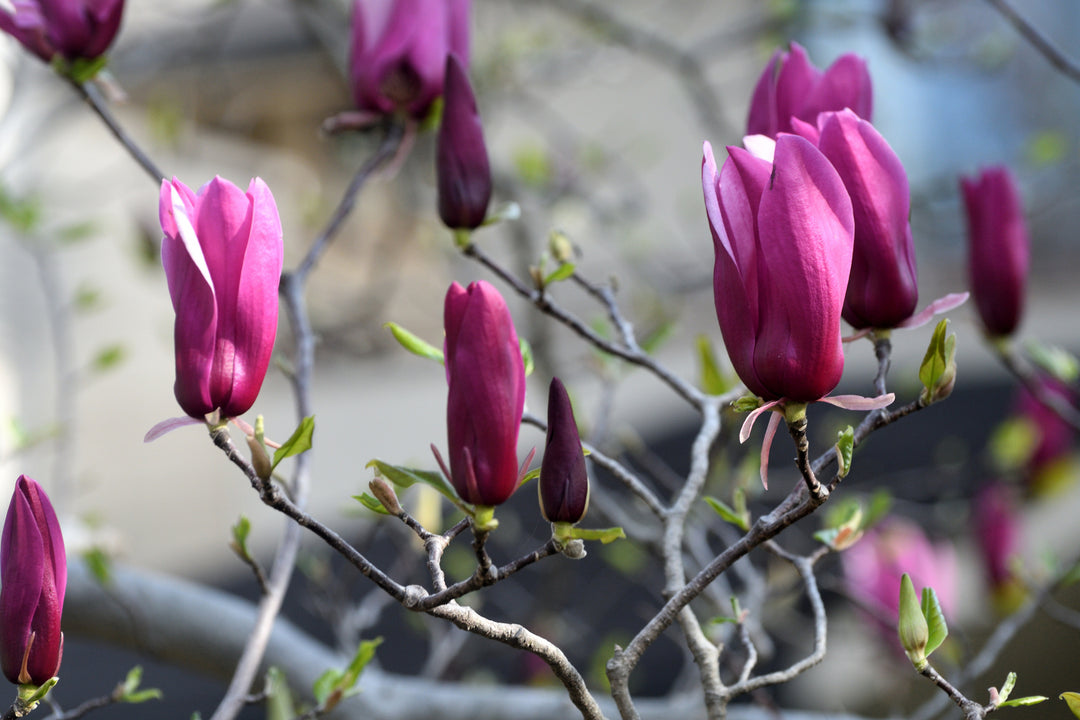Purple Saucer Magnolia Tree