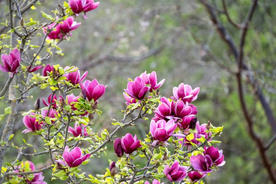 Purple Magnolia Tree Plant