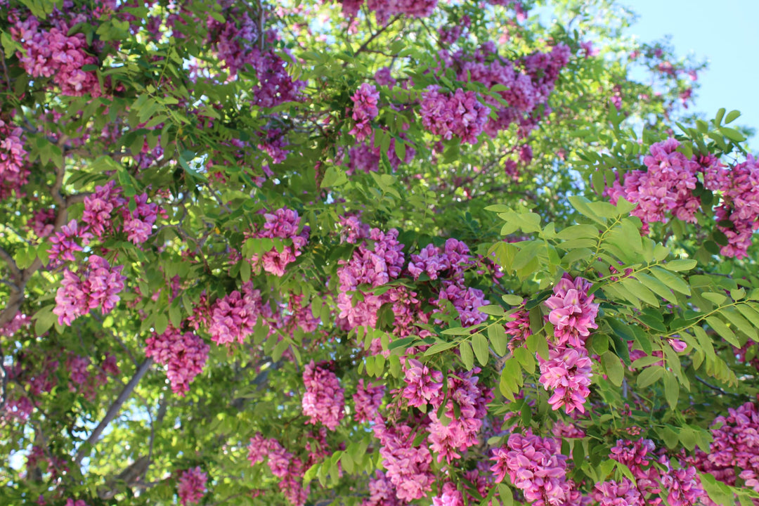 Ruby Robe Tree Robinia pseudoacacia 'Purple Robe' - 15 Gallon and 24