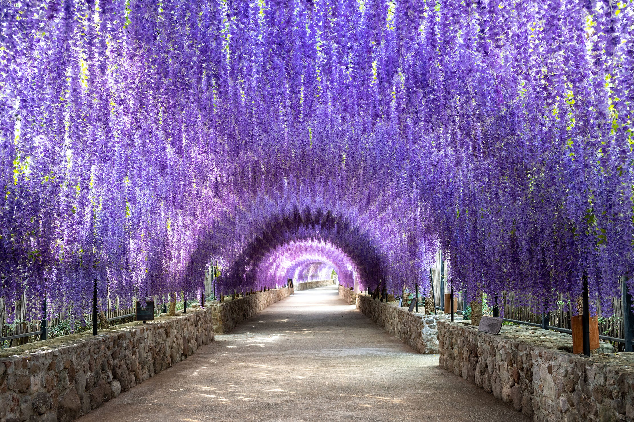 Purple Wisteria Vine - 15 Gallon Staked