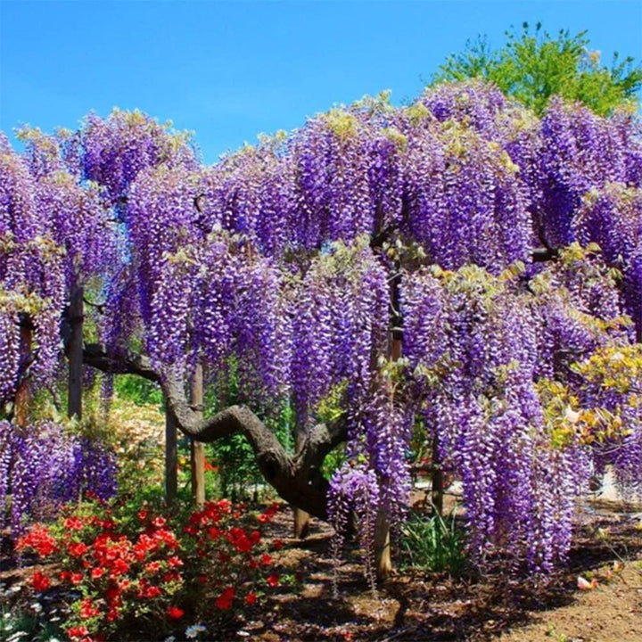 Purple Wisteria Vine - 15 Gallon Staked