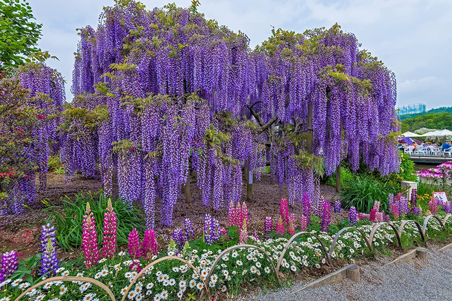 Purple Wisteria Vine - 15 Gallon Staked