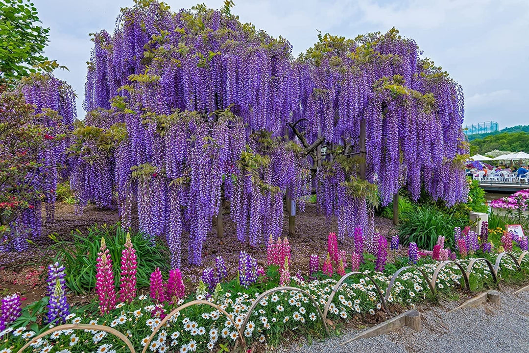 lavender wisteria tree Purple Wisteria Vine