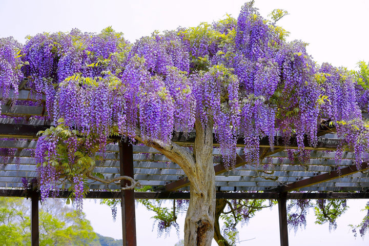Purple Wisteria Vine - 15 Gallon Staked