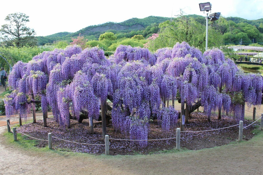 purple vine house plant Purple Wisteria Vine