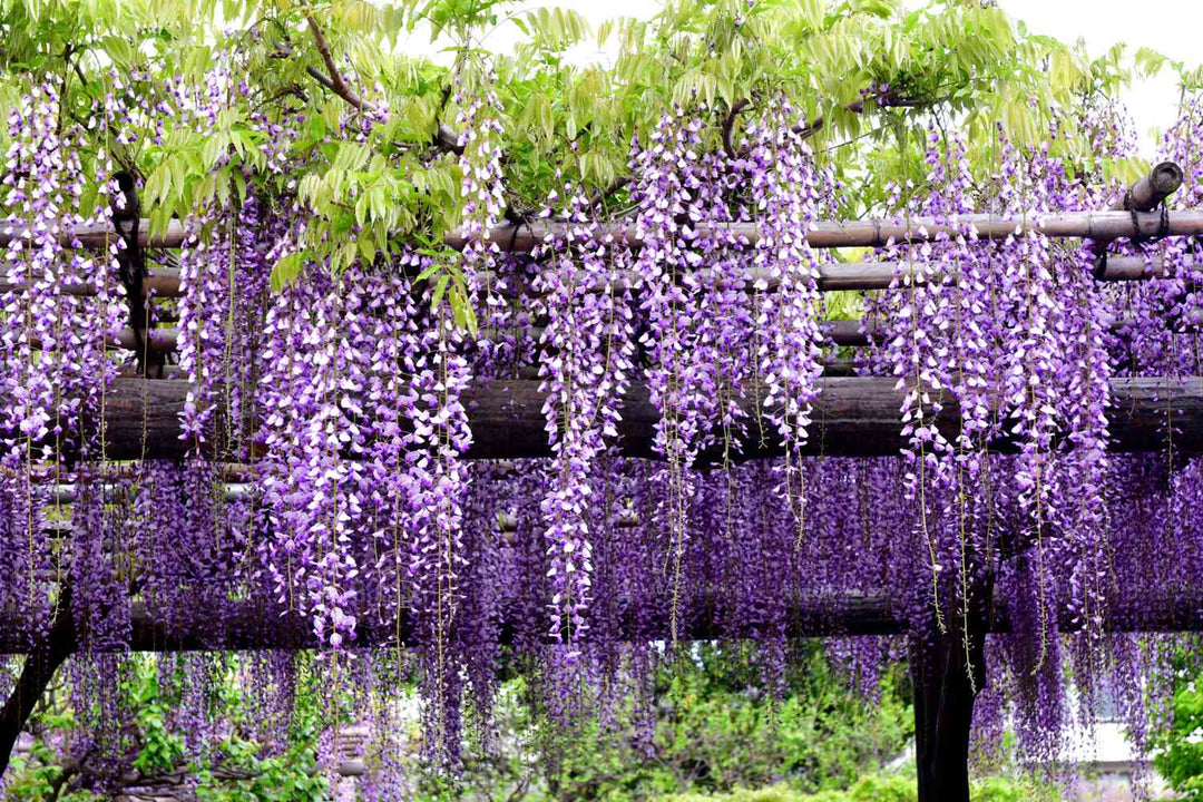purple hanging vine plant Purple Wisteria Vine
