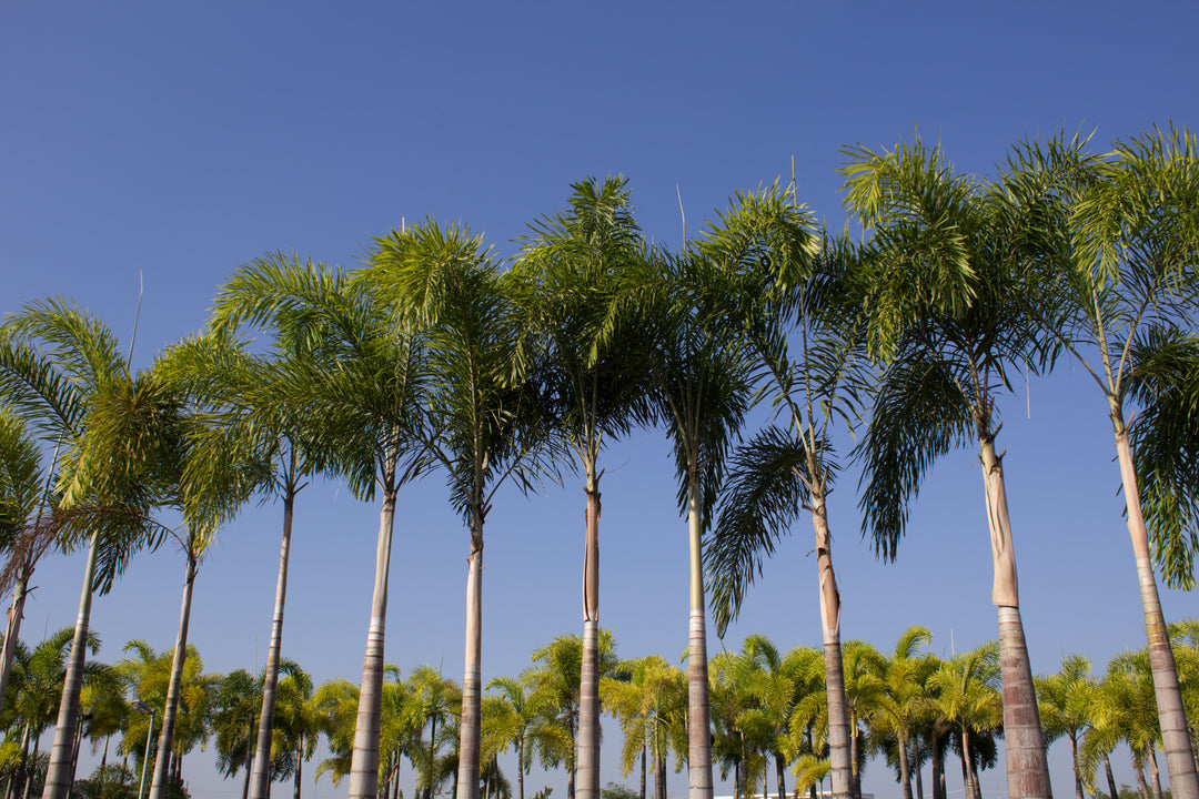 Queen Palm Tree