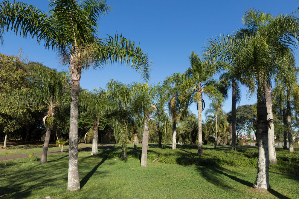 acre palm plant Arecastrum romanzoffianum 'Queen Palm'
