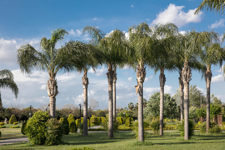 Queen Palm Tree