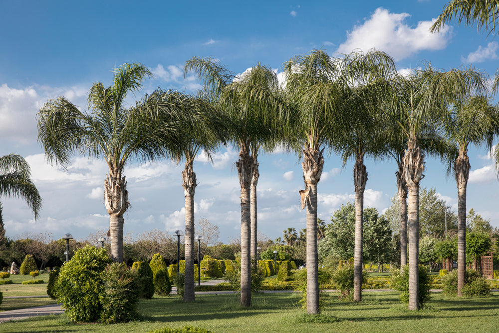palm trees and plants Arecastrum romanzoffianum 'Queen Palm'