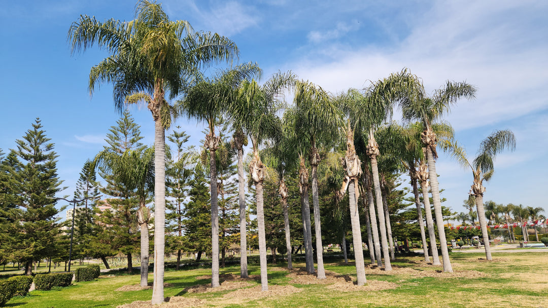 planting queen palms Arecastrum romanzoffianum 'Queen Palm'